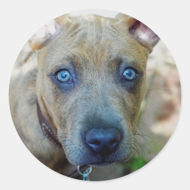 Brindle Pit Bull Puppy by Shirley Taylor Classic Round Sticker (Front)