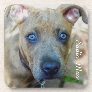 Brindle Pit Bull Puppy by Shirley Taylor Coaster