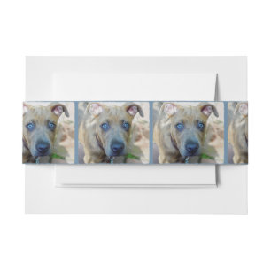 Brindle Pit Bull Puppy by Shirley Taylor Invitation Belly Band