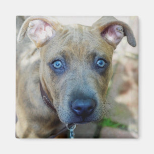 Brindle Pit Bull Puppy by Shirley Taylor Magnet