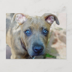 Brindle Pit Bull Puppy by Shirley Taylor Postcard