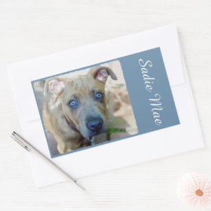 Brindle Pit Bull Puppy by Shirley Taylor Sticker