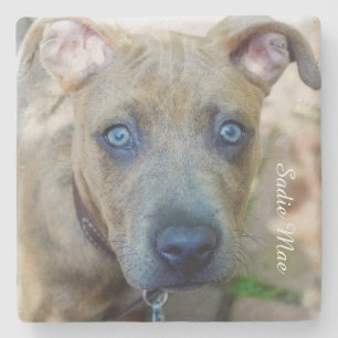 Brindle Pit Bull Puppy by Shirley Taylor Stone Coaster