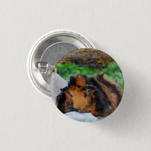 Brindle, Rosette Guinea Pig Lounging Outdoors 1 Inch Round Button