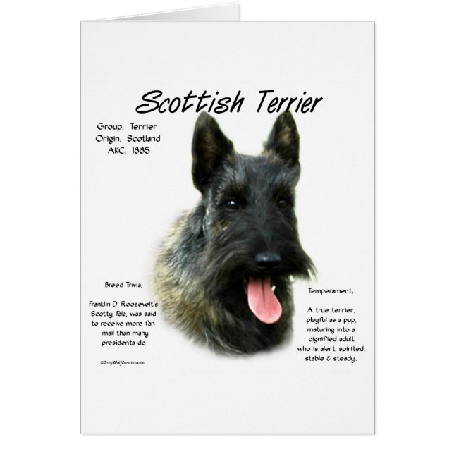 Brindle Scottish Terrier History  (Front)