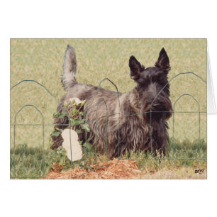 Brindle Scottish Terrier with Roses