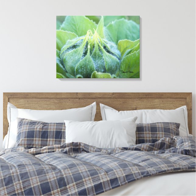 Bring In The Outdoors Dew Covered Sunflower Bud Canvas Print (Insitu(Bedroom))