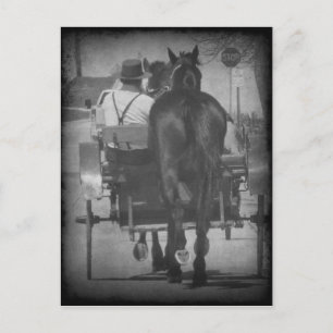 Bringing Home a Horse Behind the Buggy Postcard