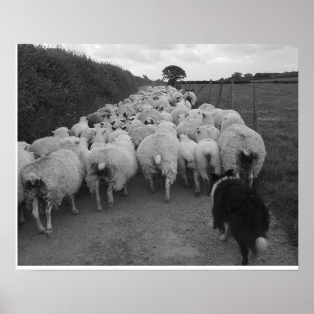 Bringing in the Sheep Poster (Front)