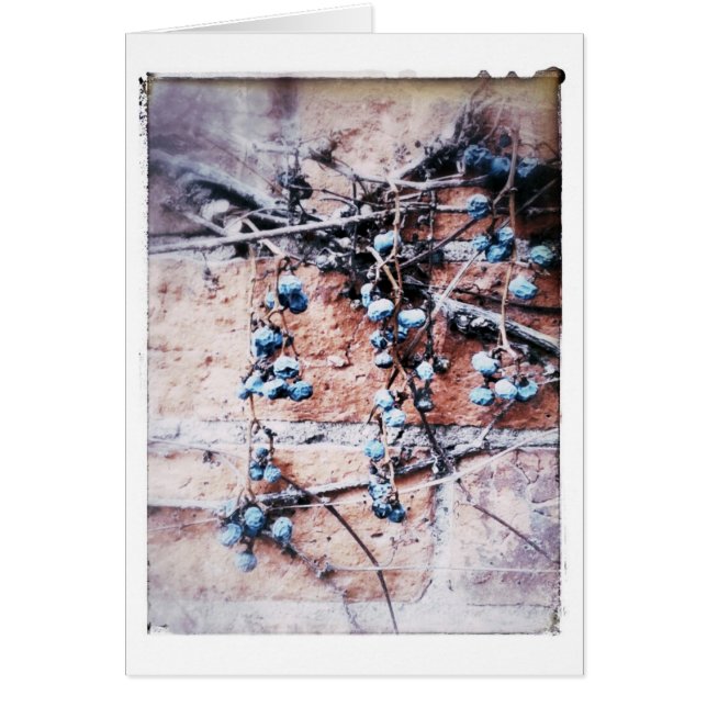 Briques et vigne d'hiver Toutes les occasions Vide (Devant)