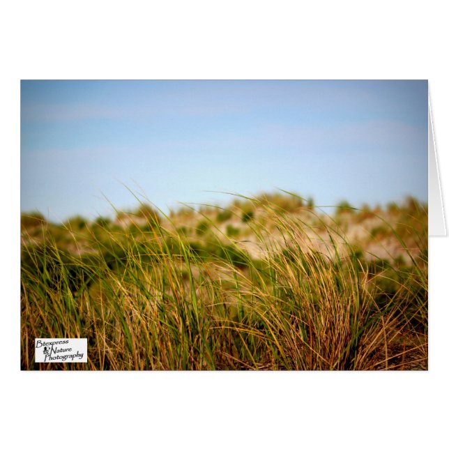 Brise marine (5,0) (Devant horizontal)