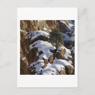 Bristlecone Pine 1 Postcard