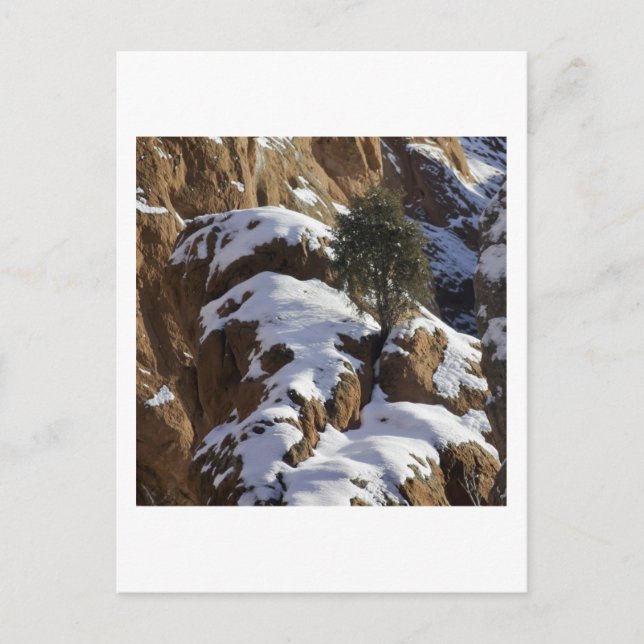 Bristlecone Pine 1 Postcard (Front)