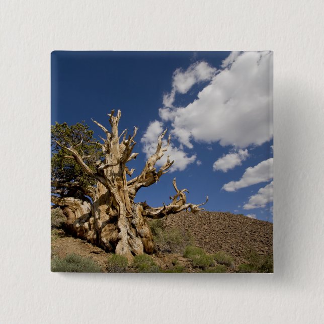 Bristlecone pine in Ancient Bristlecone Forest, 2 Inch Square Button (Front)