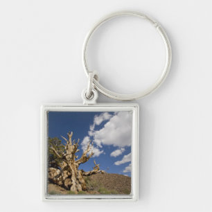 Bristlecone pine in Ancient Bristlecone Forest, Keychain