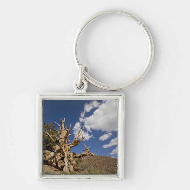 Bristlecone pine in Ancient Bristlecone Forest, Keychain (Front)