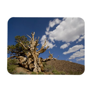 Bristlecone pine in Ancient Bristlecone Forest, Magnet