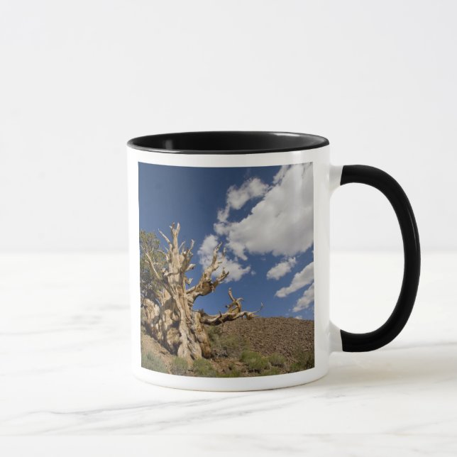 Bristlecone pine in Ancient Bristlecone Forest, Mug (Right)