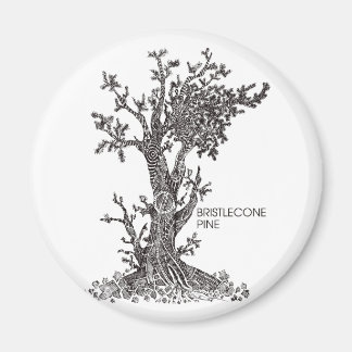 Bristlecone Pine Magnet