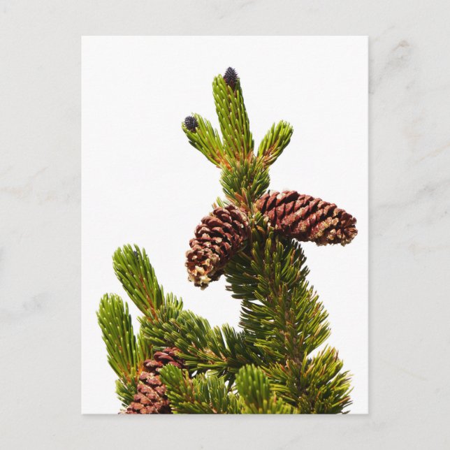 Bristlecone Pine Postcard (Front)