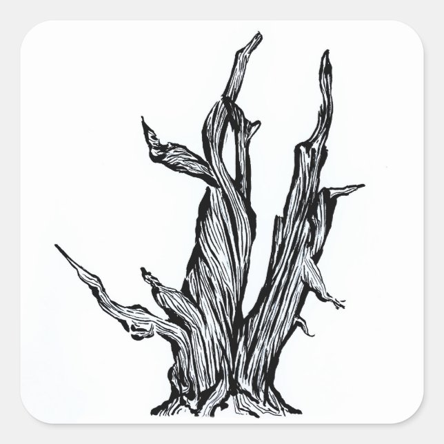 Bristlecone Pine Square Sticker (Front)