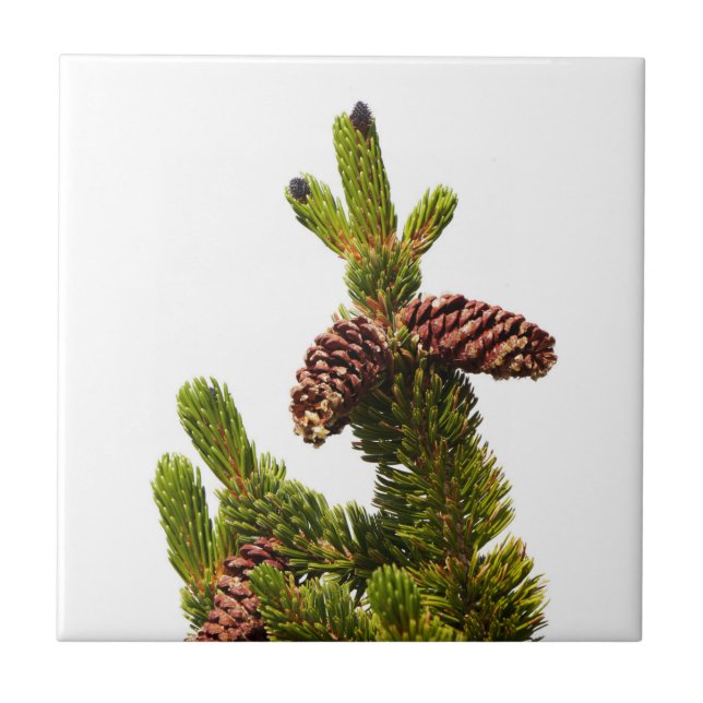 Bristlecone Pine Tile (Front)