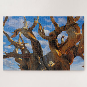 Bristlecone Pine Tree Jigsaw Puzzle