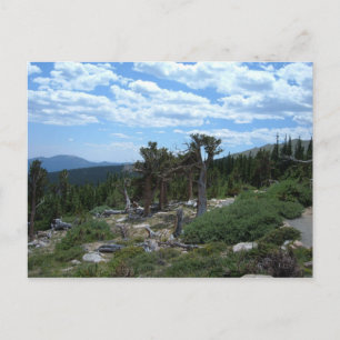 Bristlecone Pine Tree Postcard