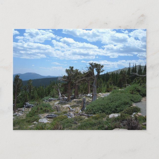 Bristlecone Pine Tree Postcard (Front)
