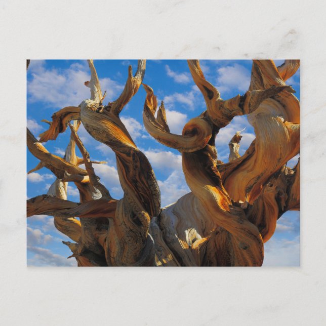 Bristlecone Pine Tree Postcard (Front)