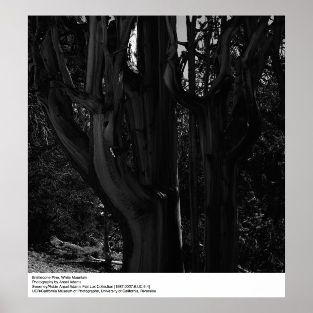 Bristlecone Pine, White Mountain, by Ansel Adams Poster (Front)