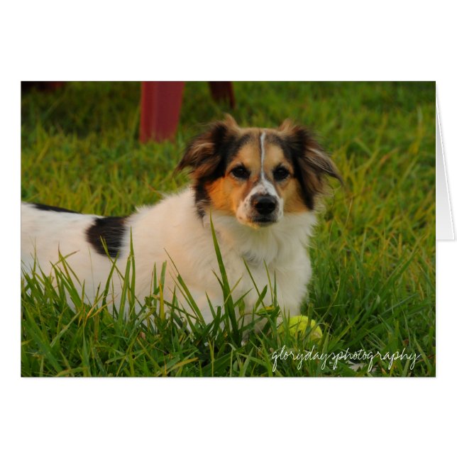 Bristol (Devant horizontal)