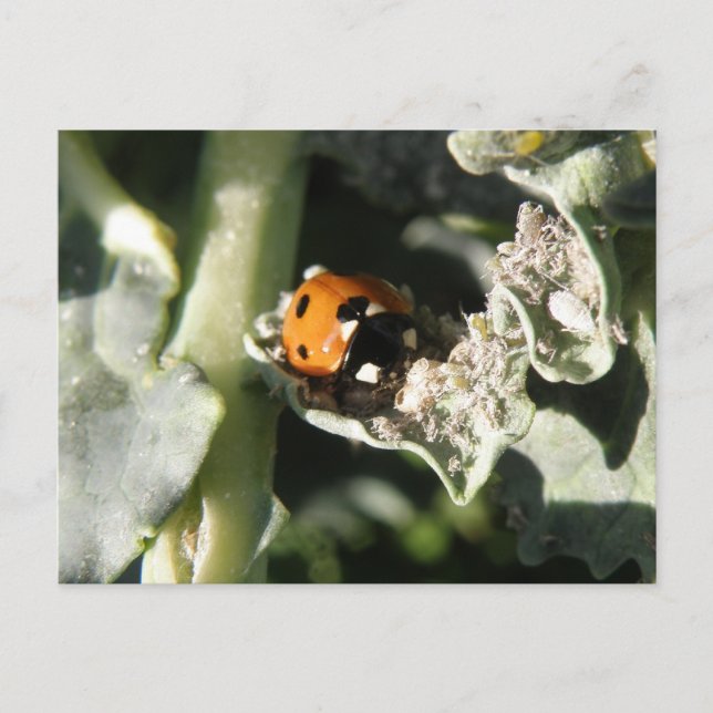 British 7 Spot ladybug Postcard (Front)