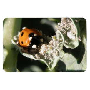 British 7 Spot Ladybug Premium Magnet