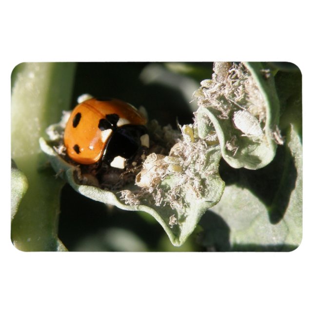 British 7 Spot Ladybug Premium Magnet (Horizontal)