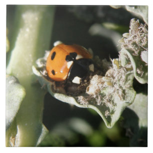 British 7 Spot Ladybug Tile
