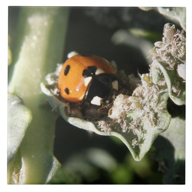 British 7 Spot Ladybug Tile (Front)