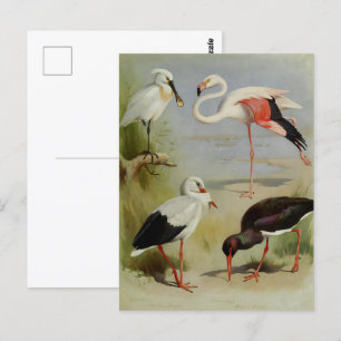 British Birds, Art Illustrations Postcard