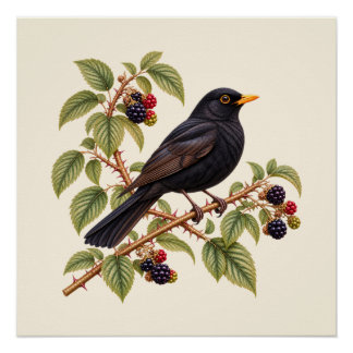 British Blackbird on Blackberry Branch Botanical Poster