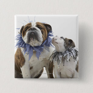 British bulldog and puppy wearing jester collar, 2 inch square button