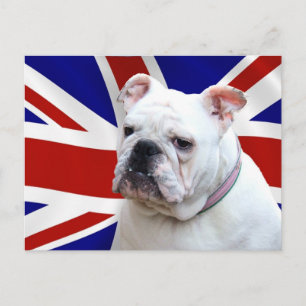 British Bulldog Postcard