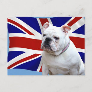 British Bulldog Postcard