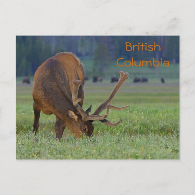 British Columbia elk postcard (Front)