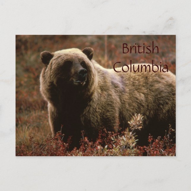 British Columbia grizzly bear postcard (Front)