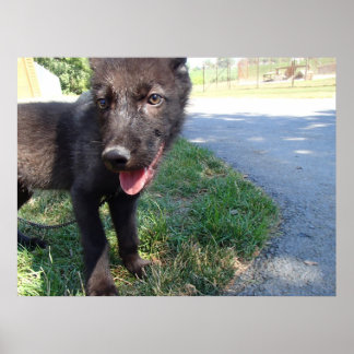 British Columbian Wolf Pup Poster