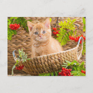 British Kitten Sitting In A Basket With Mountain Postcard