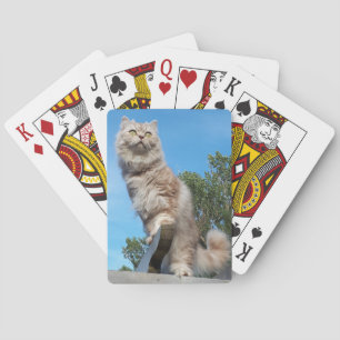 British Longhair Cat - Chocolate, Silver Tabby Playing Cards
