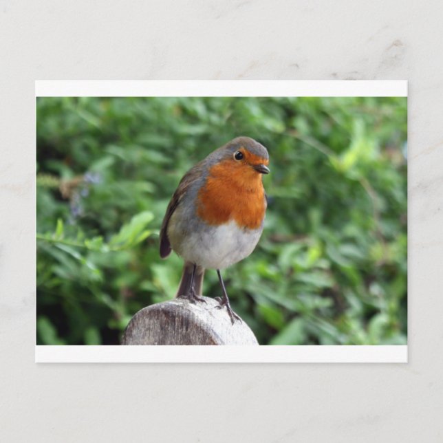 British Robin Postcard (Front)