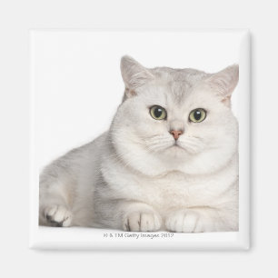 British Shorthair (2 years old) lying in front Magnet