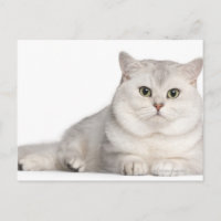 British Shorthair (2 years old) lying in front
